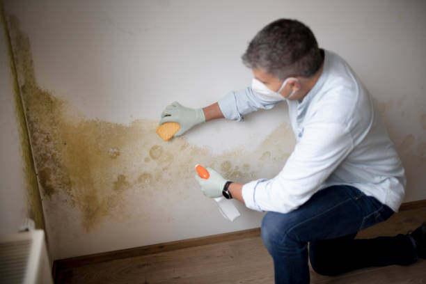 Best Basement Mold Removal  in Auburn, GA
