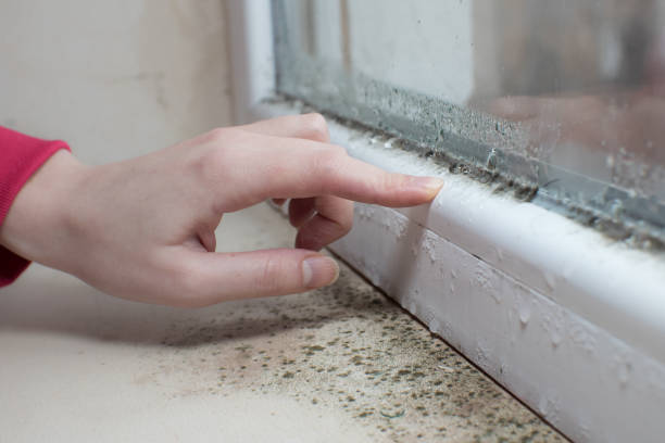 Forensic Mold Investigation in Auburn, GA