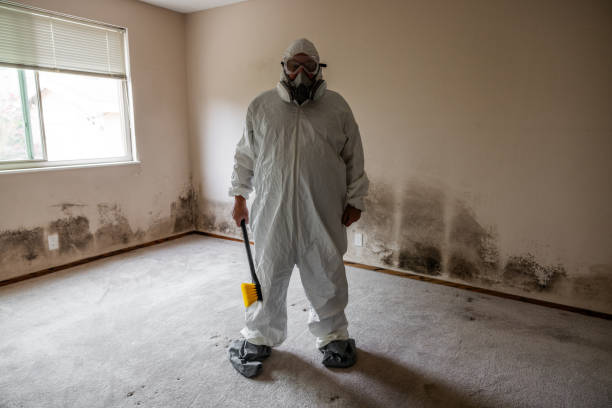 Reliable Auburn, GA Mold Removal Solutions